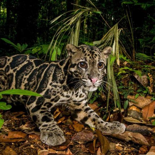 Sunda clouded leopard